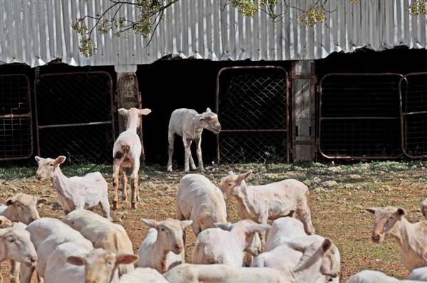 Sheep Station (9/03/2013 3:04:42 AM)