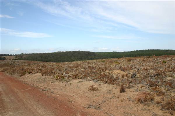 Penrose State Forest - Southern Highlands (9/03/2013 8:04:23 PM)