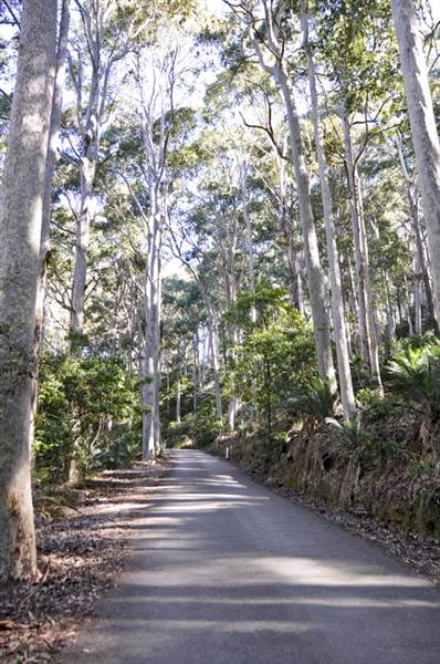 Pebbly Beach Road - Murramarang National Park (9/03/2013 8:04:38 PM)