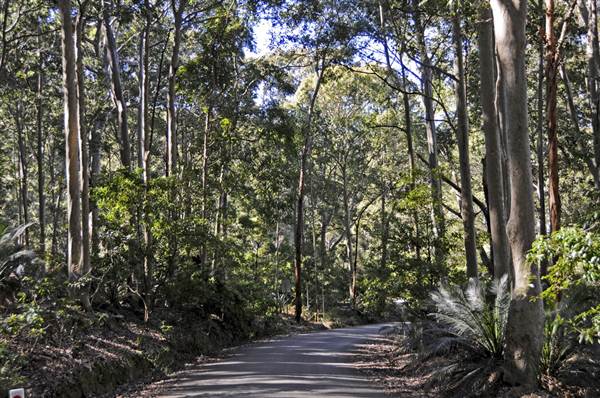 Pebbly Beach Road - Murramarang National Park (9/03/2013 8:04:55 PM)