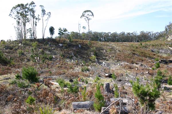 Penrose State Forest - Southern Highlands (9/03/2013 8:05:25 PM)