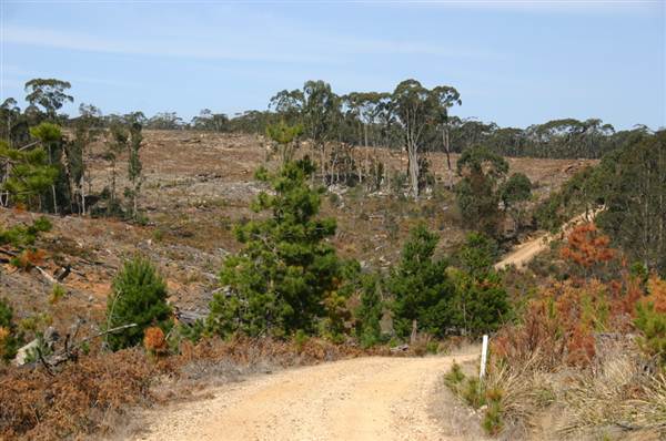 Penrose State Forest - Southern Highlands (9/03/2013 8:06:20 PM)