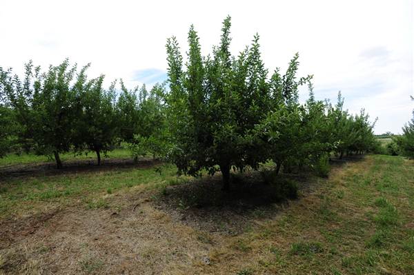 Wilgro Orchard (10/03/2013 12:44:36 PM)