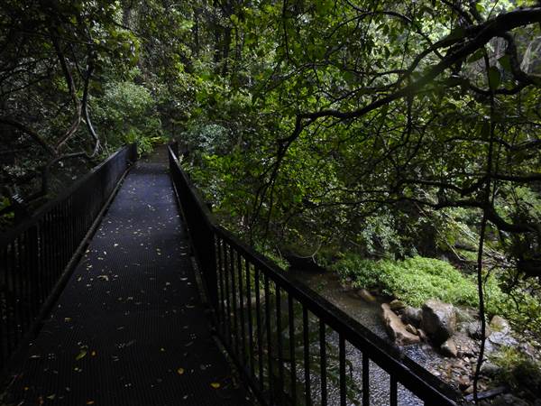 Minnamurra Rainforest Walk (28/02/2011 - Credits: Tony Brown/SISE)