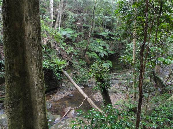 Minnamurra Rainforest Walk (28/02/2011 - Credits: Tony Brown/SISE)