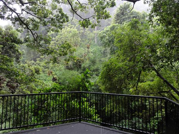 Minnamurra Rainforest Walk (28/02/2011 - Credits: Tony Brown/SISE)