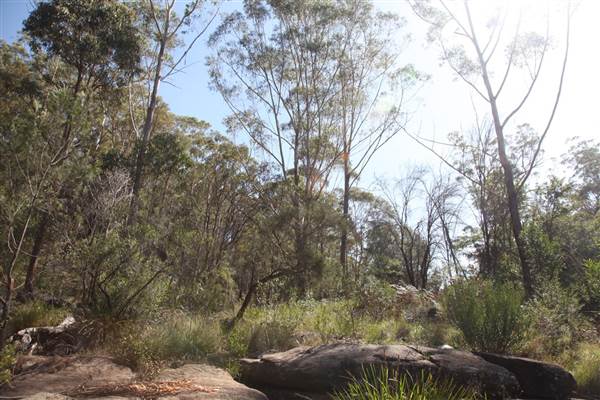Georges River Nature Reserve (17/07/2013)