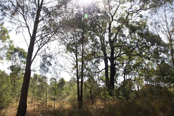 Georges River Nature Reserve (17/07/2013)