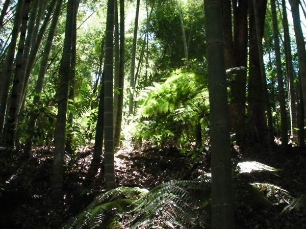 Private Properties - Bamboo, Jungle, Exotic, Forest (26/11/2013)