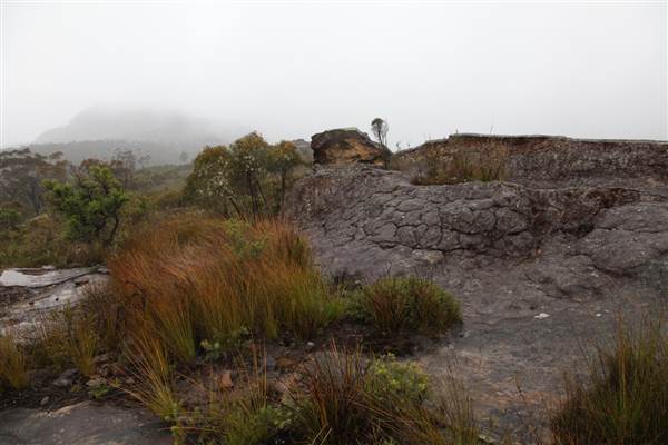 Mt Banks (28/11/2013)