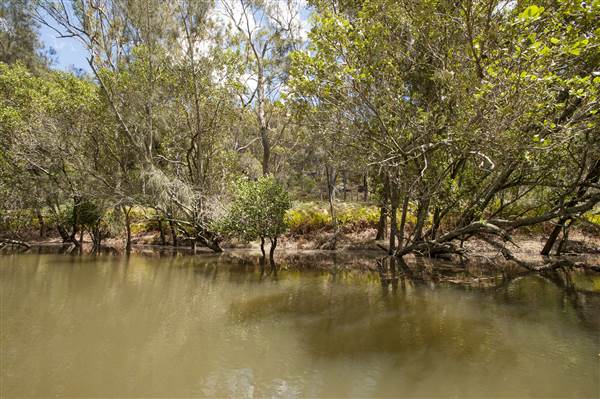 Georges River (5/12/2013)