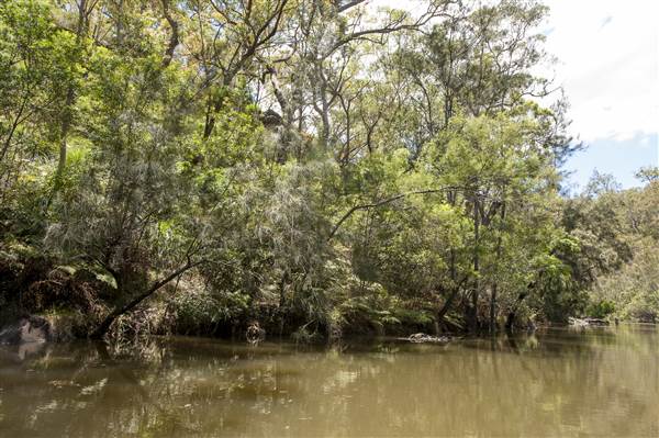Georges River (5/12/2013)
