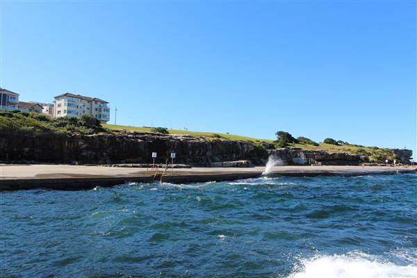 Clovelly Beach (7/07/2014)