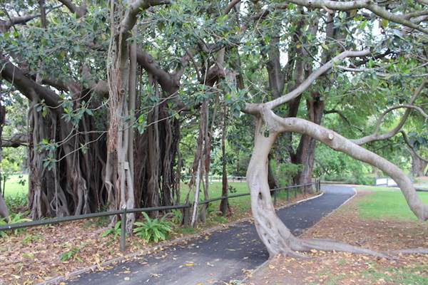 Maiden Theatre - Royal Botanic Garden Sydney (24/10/2014)