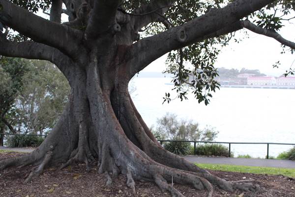 Mrs. Macquarie's Point - Royal Botanic Garden Sydney (24/10/2014)