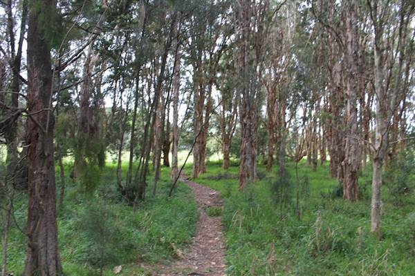 Centennial Park - Ash Paddock (24/10/2014)