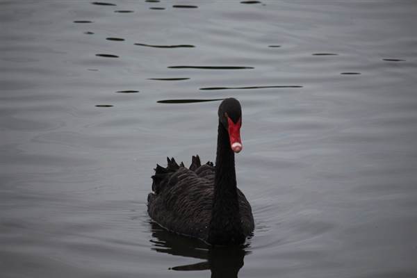 Centennial Park - Duck Pond (24/10/2014)