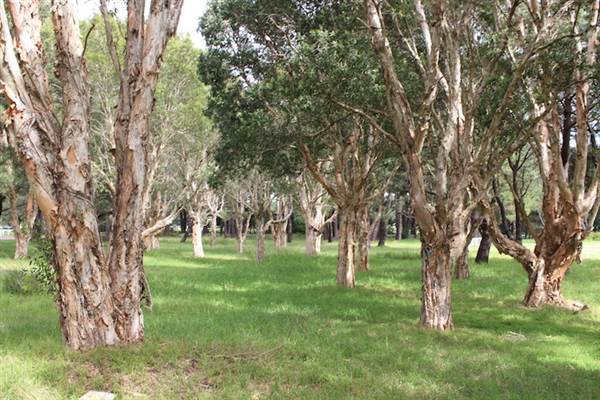 Centennial Park - Equestrian Grounds (24/10/2014)