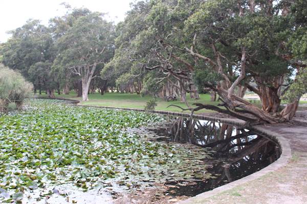 Centennial Park - Lachlan Reserve (24/10/2014)