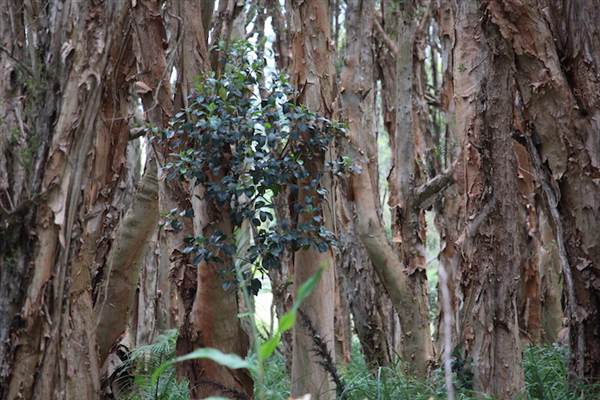 Centennial Park - Lachlan Swamp (24/10/2014)