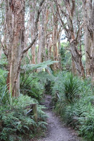 Centennial Park - Lachlan Swamp (24/10/2014)