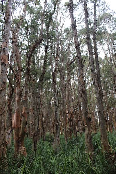 Centennial Park - Lachlan Swamp (24/10/2014)