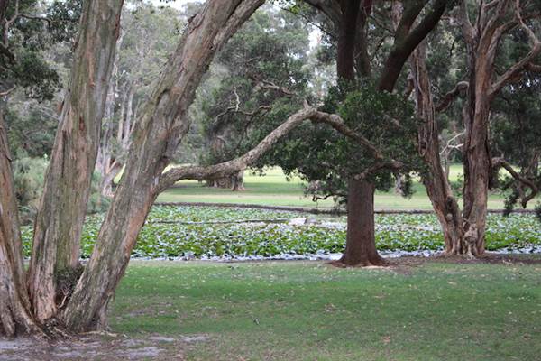 Centennial Park - Lachlan Swamp (24/10/2014)