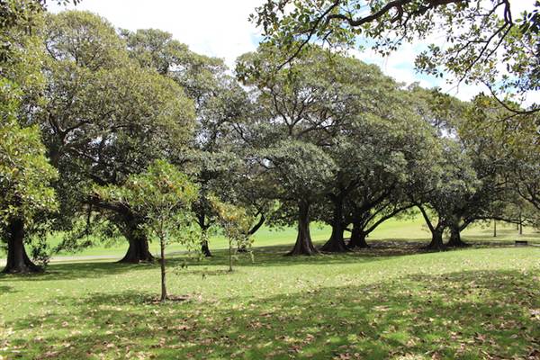 Centennial Park - Mount Steel (24/10/2014)