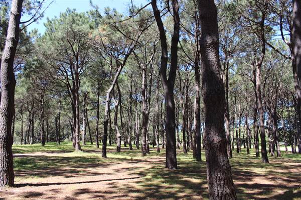 Centennial Park - Pine Grove (24/10/2014)