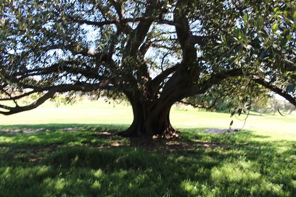 Centennial Park - Queens Park (24/10/2014)