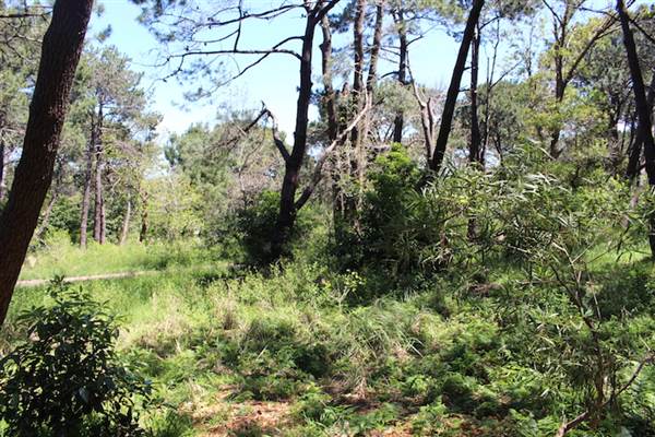 Centennial Park - Sandstone Ridge (24/10/2014)