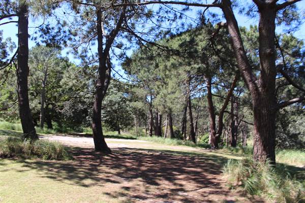 Centennial Park - Sandstone Ridge (24/10/2014)