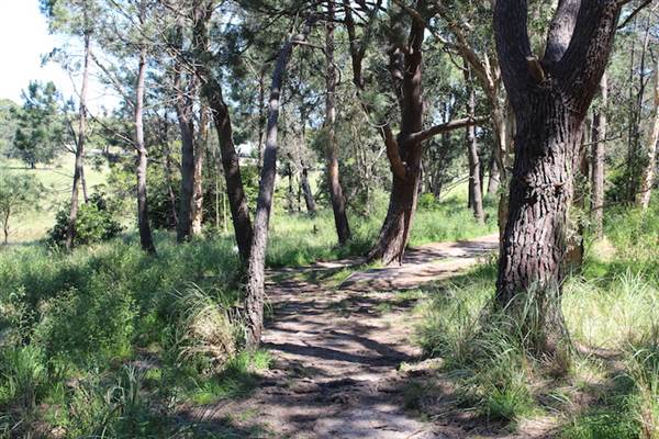 Centennial Park - Sandstone Ridge (24/10/2014)