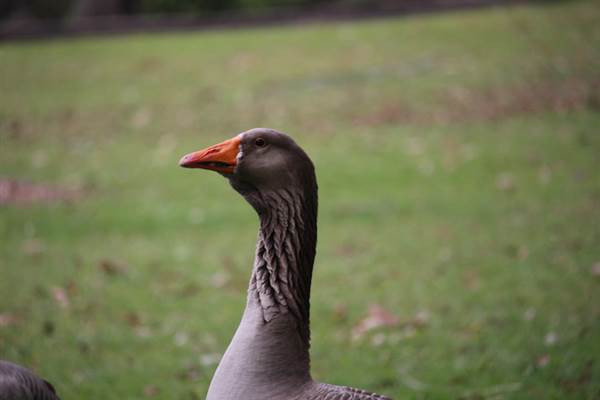 Centennial Park - Frog Hollow (24/10/2014)