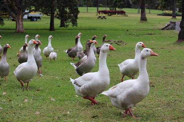 Centennial Park - Frog Hollow (24/10/2014)