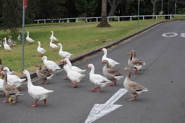Centennial Park - Frog Hollow (24/10/2014)