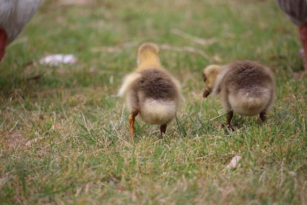 Centennial Park - Frog Hollow (24/10/2014)