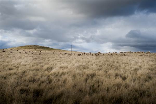 Monaro Plains (14/11/2014 - Credits: Colin McDougall)