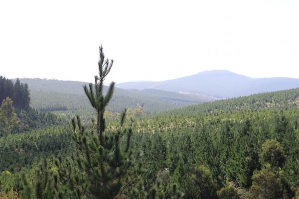 Jenolan State Forest - Logged Area (16/03/2015 - Credits: Jeremy Peek)