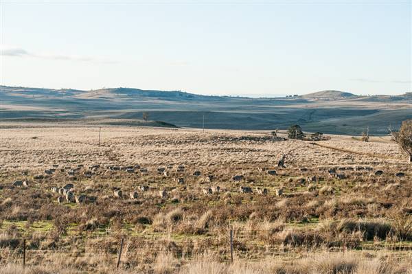 Monaro Plains (20/06/2015 - Credits: Colin McDougall)