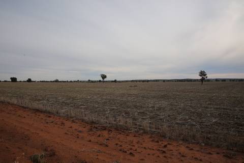 Fields near Ardlethan (27/07/2015)
