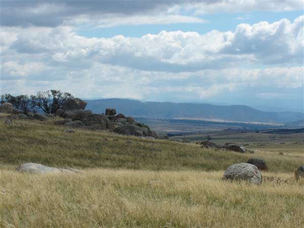 Monaro Plains - Summer (1/02/2005 - Credits: Colin McDougall)