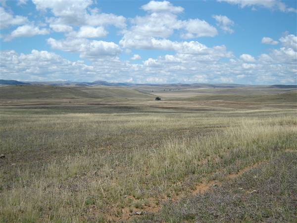 Monaro Plains - Summer (1/02/2005 - Credits: Colin McDougall)