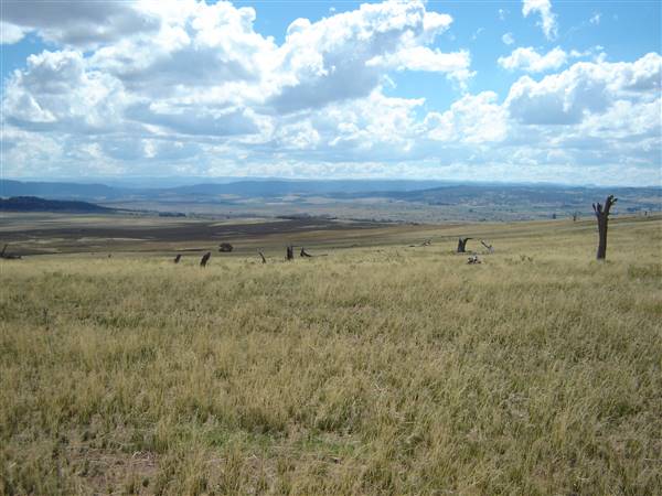 Monaro Plains (1/02/2005 - Credits: Colin McDougall)
