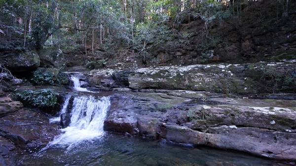 Minnamurra Rainforest Walk - Budderoo National Park (2/07/2016 - Credits: Mary Barltrop)