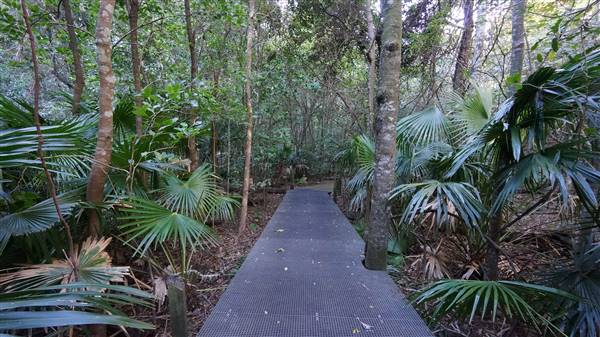 Minnamurra Rainforest Walk - Budderoo National Park (2/07/2016 - Credits: Mary Barltrop)
