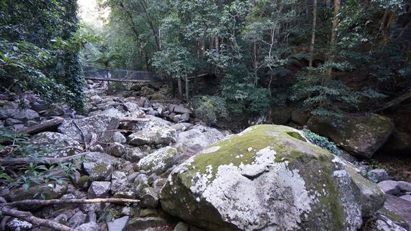 Minnamurra Rainforest Walk - Budderoo National Park (2/07/2016 - Credits: Mary Barltrop)