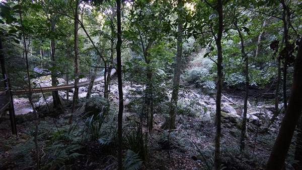 Minnamurra Rainforest Walk - Budderoo National Park (2/07/2016 - Credits: Mary Barltrop)
