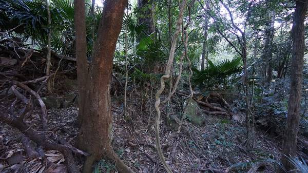 Minnamurra Rainforest Walk - Budderoo National Park (2/07/2016 - Credits: Mary Barltrop)