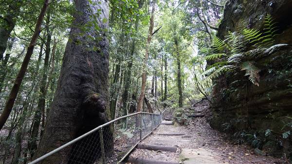 Katoomba Falls Reserve Walk & Tourist Park (5/07/2016 - Credits: Mary Barltrop)